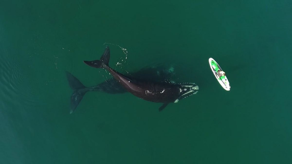 La ballena franca, bajo amenaza por el calentamiento de los océanos | VA CON FIRMA. Un plus sobre la información.
