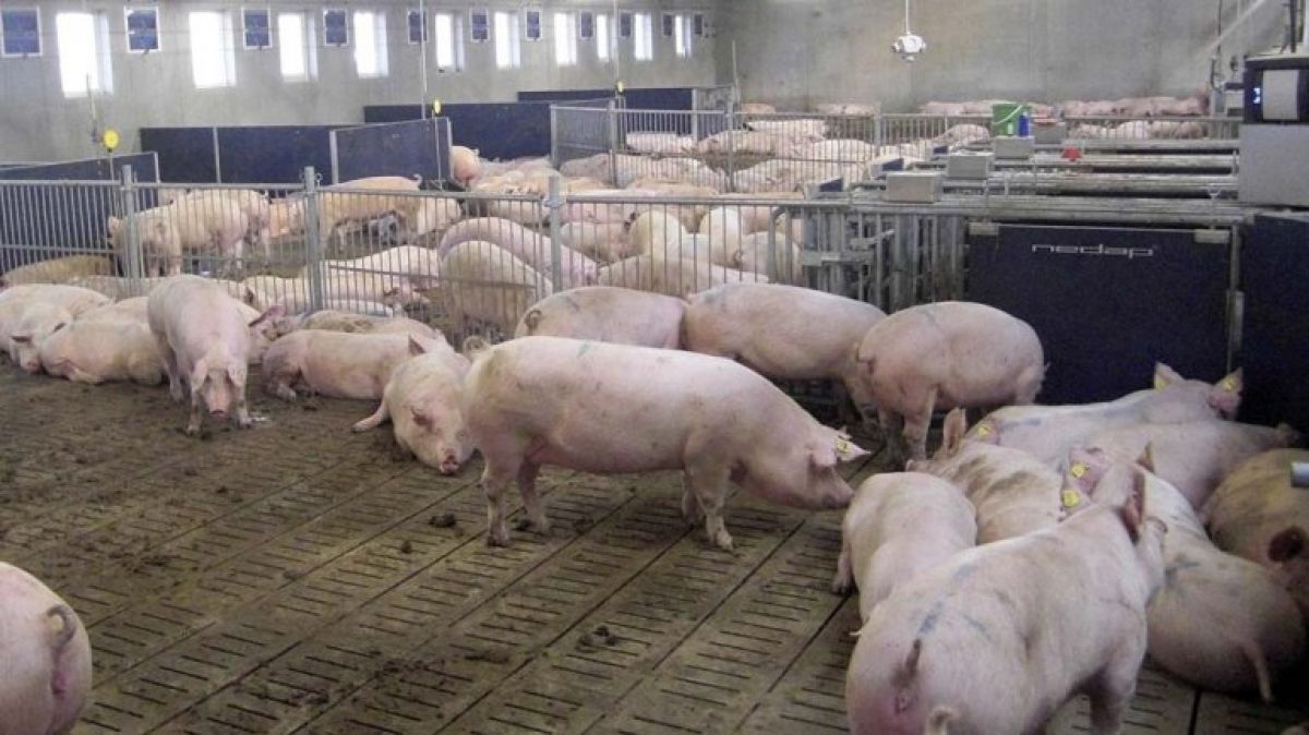 “El ingreso de carne de cerdo afecta a la empresa y a los empleos” | VA CON FIRMA. Un plus sobre la información.